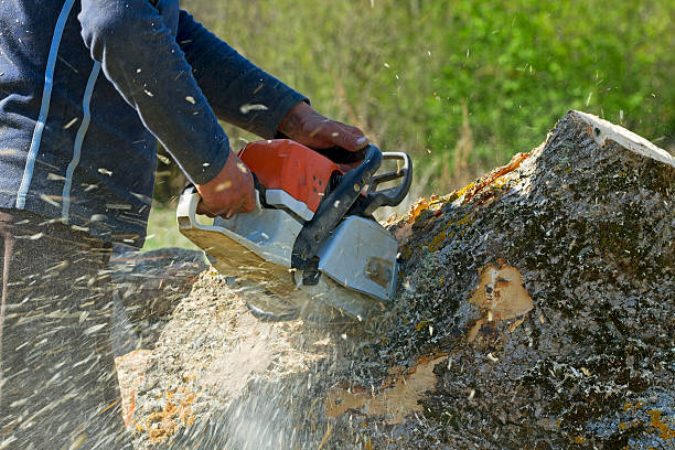 Best Emergency Tree Service  in Belvedere, CA